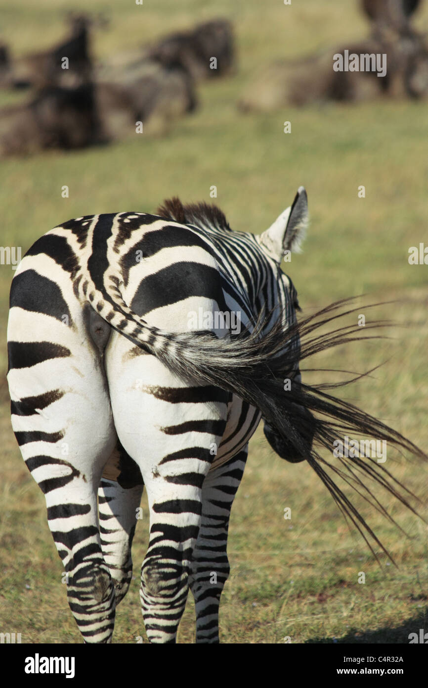 Zebra bum Stock Photo