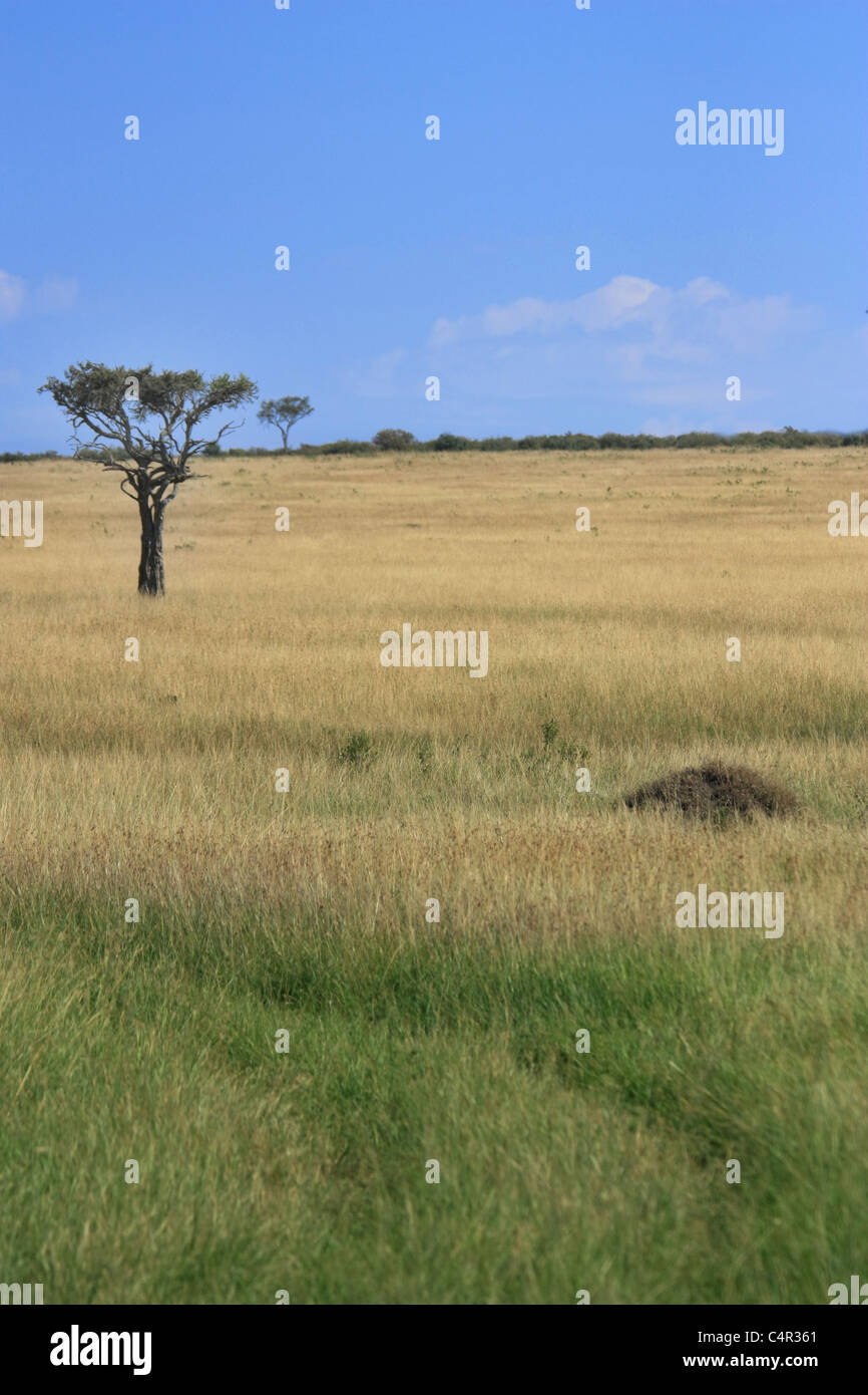 Masai Mara Landscape High Resolution Stock Photography and Images - Alamy