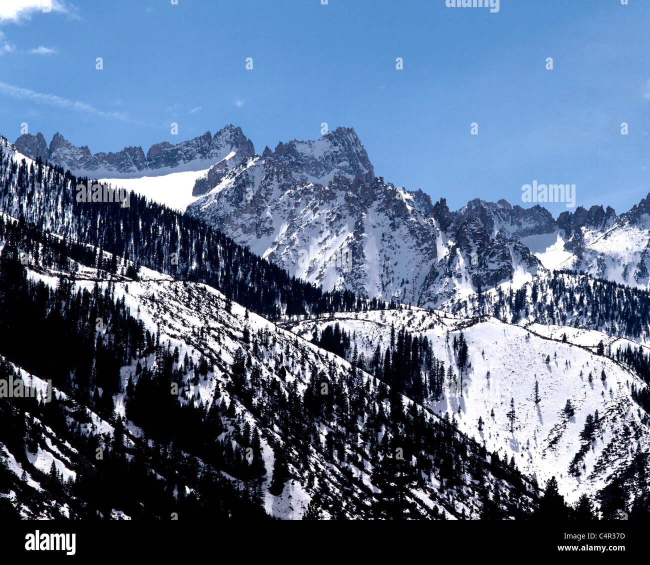 Discover the Amazing Wildlife of Sawtooth Ridge