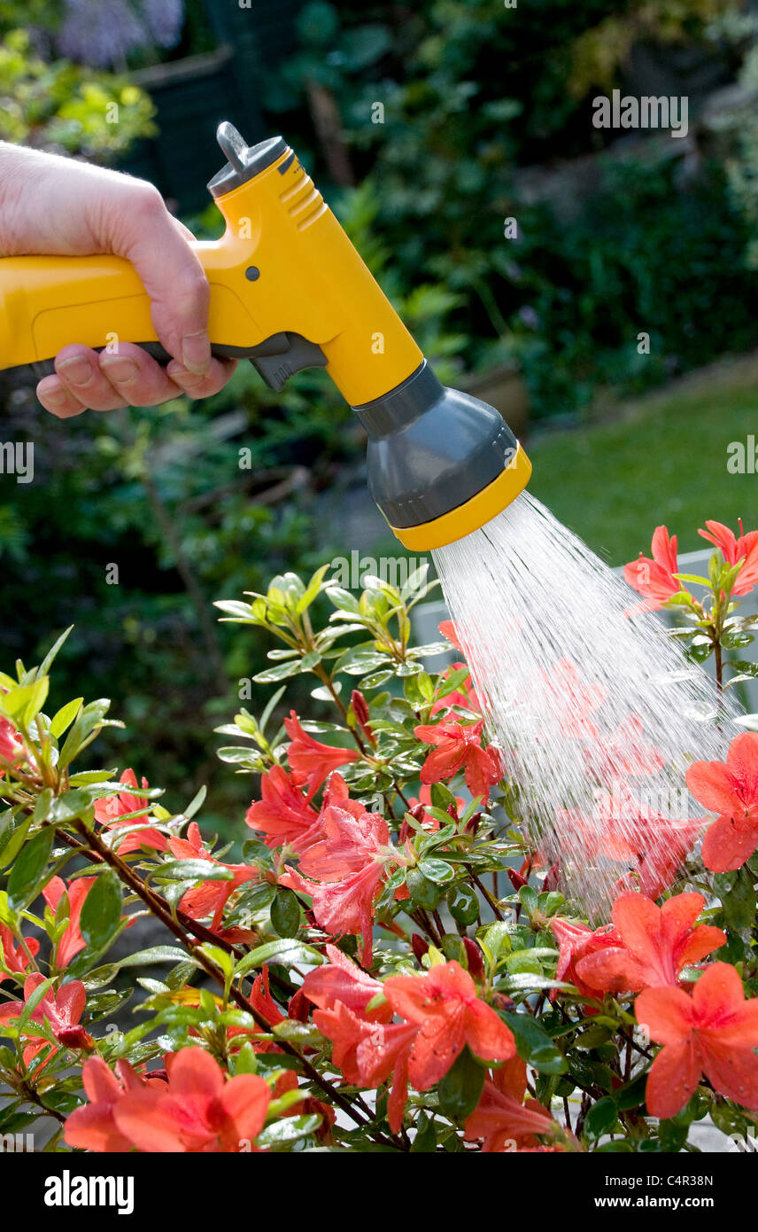 watering flowers in garden with spray nozzle Stock Photo