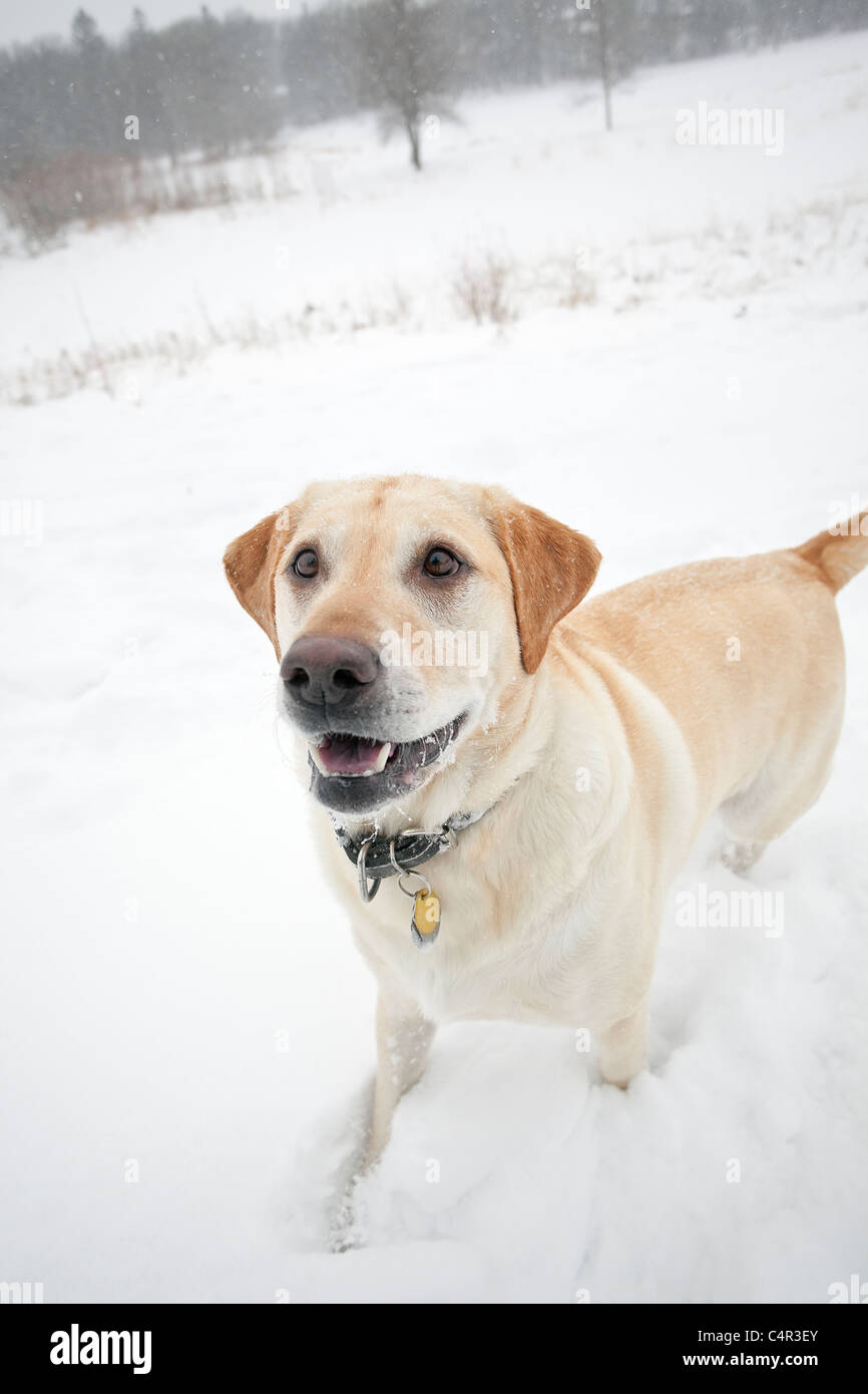 Happy male yellow Labrador retriever dog, playing in snow, Winnipeg, Manitoba, Canada Stock Photo
