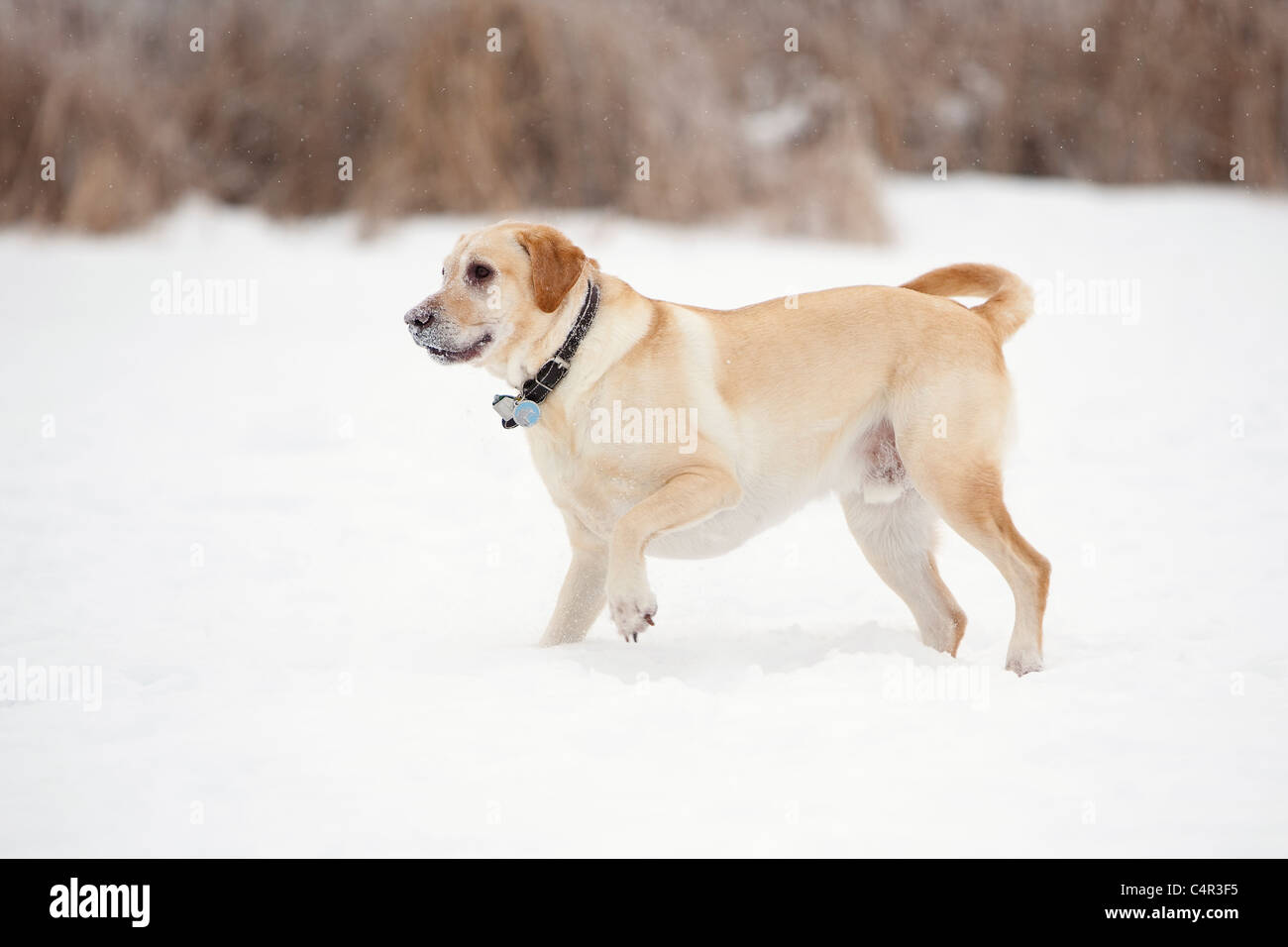 Labrador paw hires stock photography and images Alamy