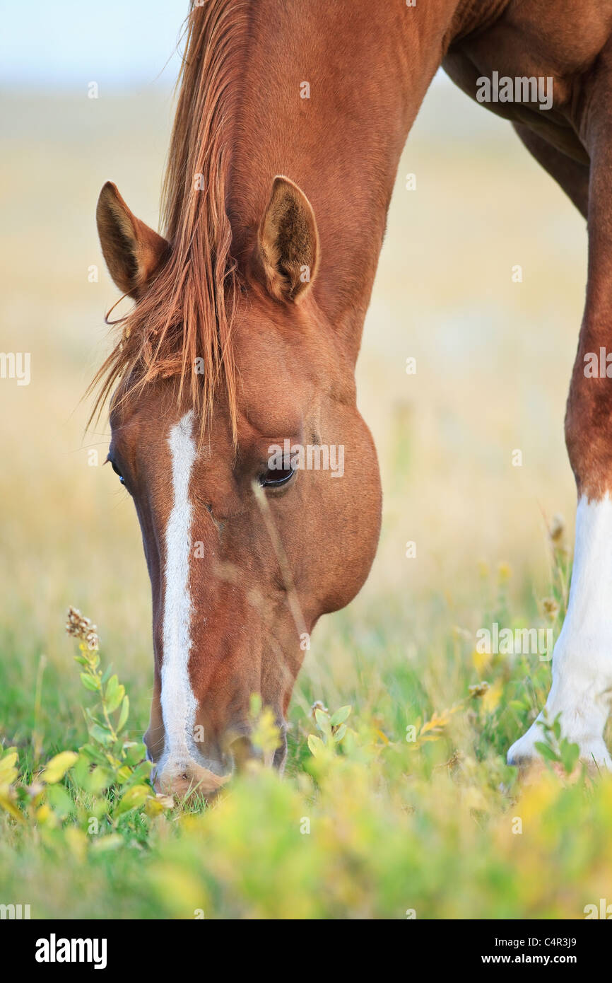 Horse grazing on prairie grasses near Swift Current, Saskatchewan, Canada Stock Photo