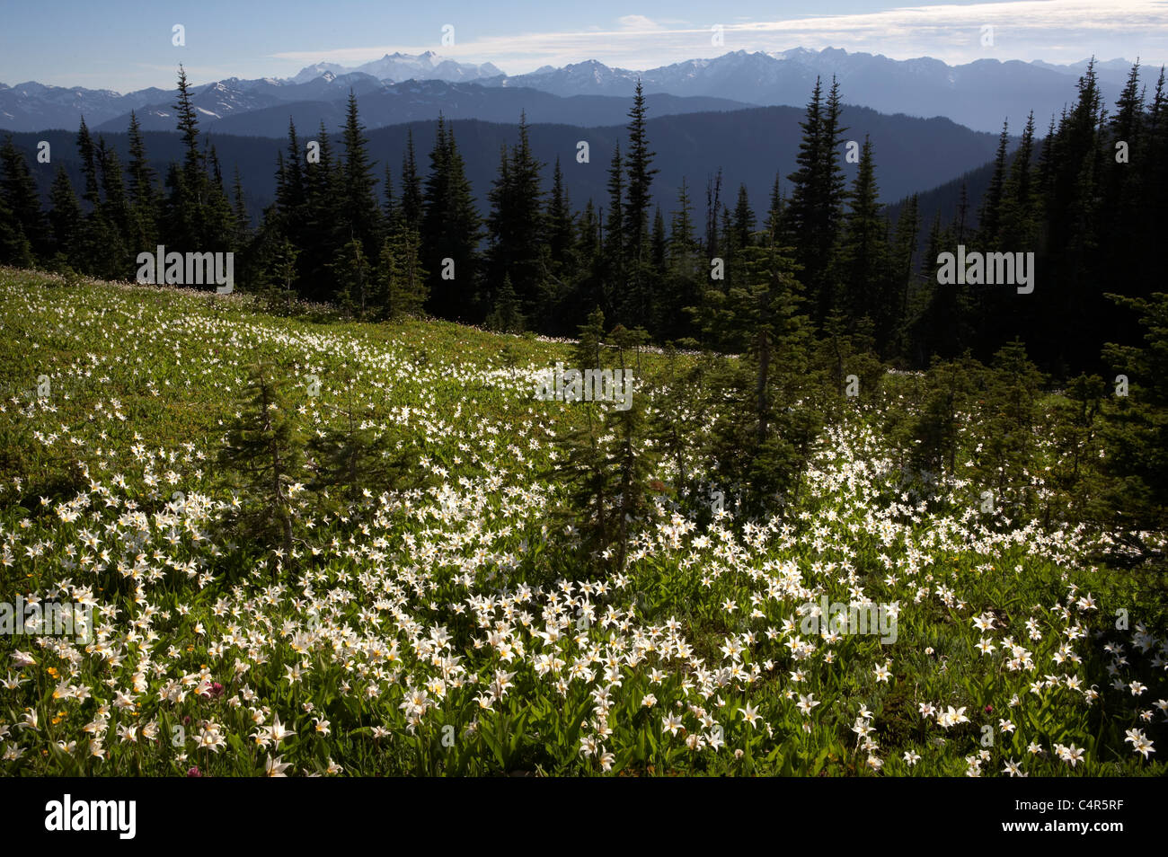 Lilies of the field hi-res stock photography and images - Alamy