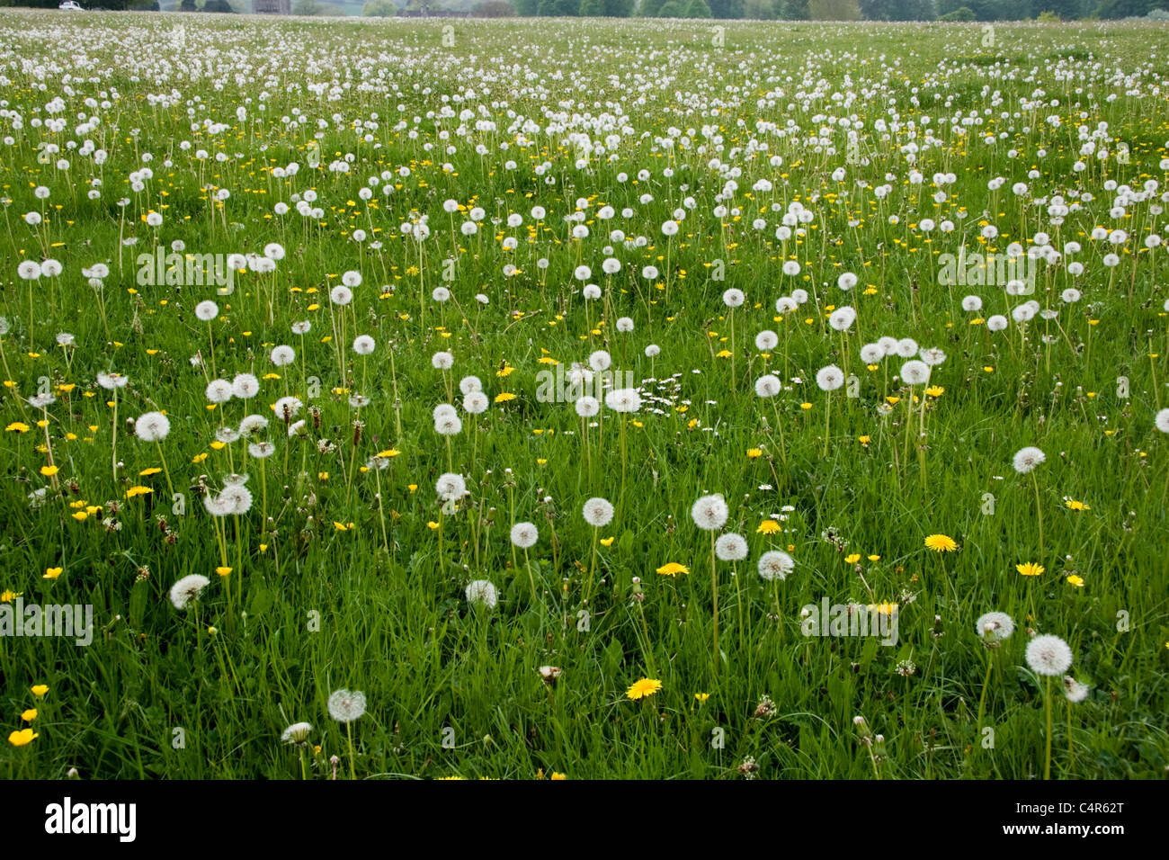 An English meadow in spring with dandelion clocks Stock Photo