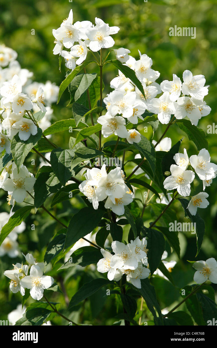 Blue jasmine flower hires stock photography and images Alamy