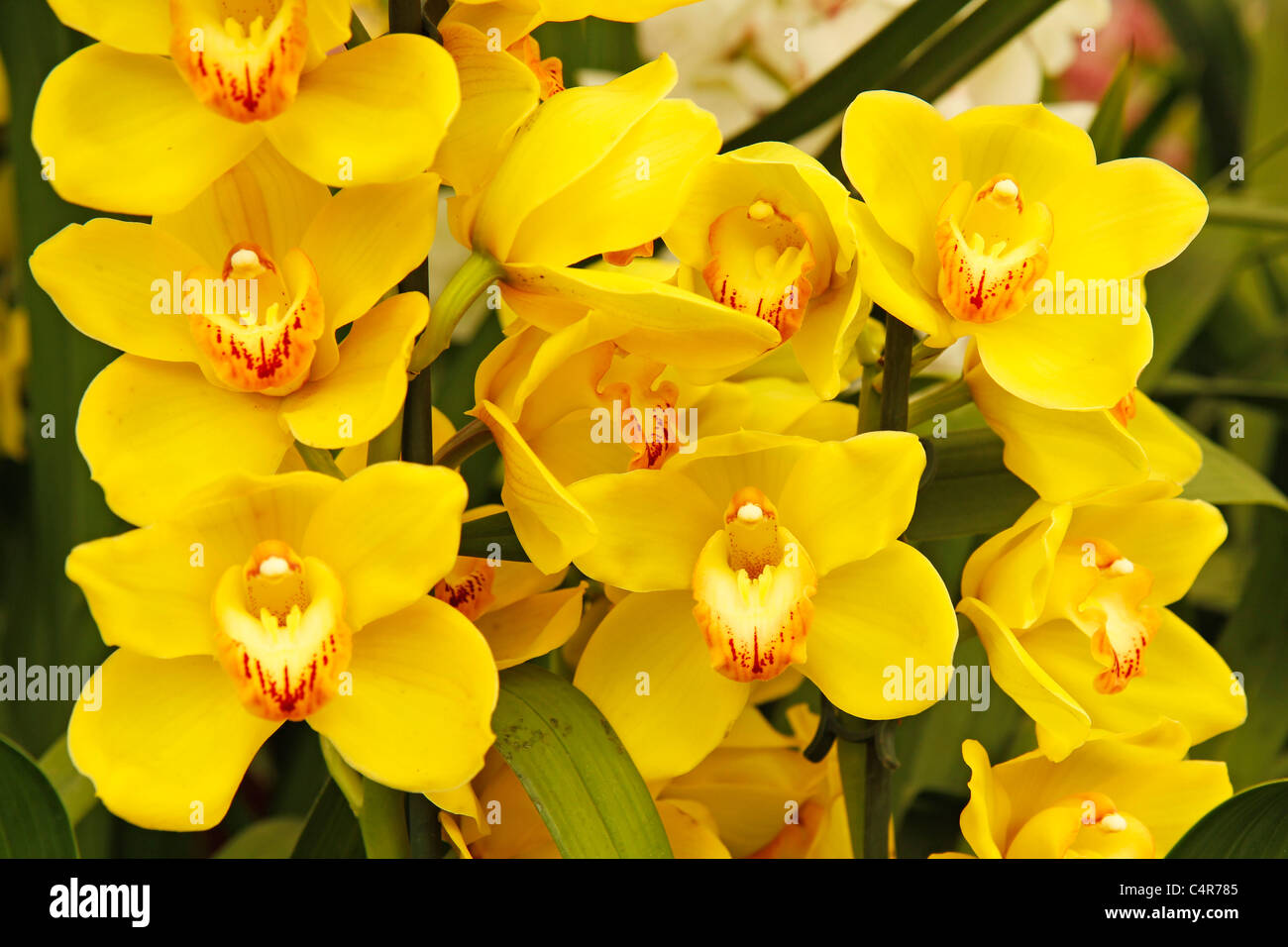 Orchid. Cymbidium sp. Stock Photo