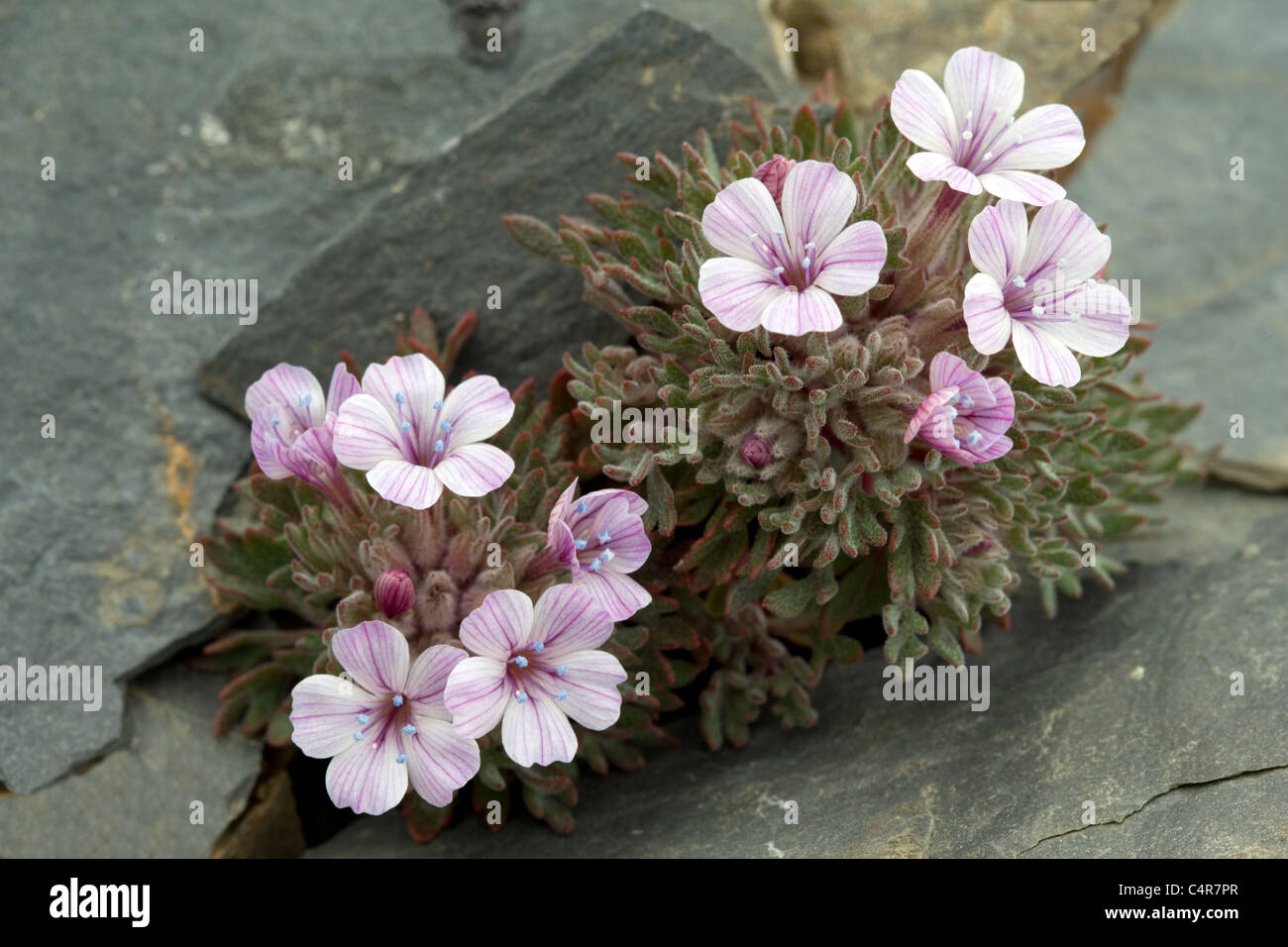 Alpine flower, Olympic Peninsula, Washington, USA Stock Photo - Alamy