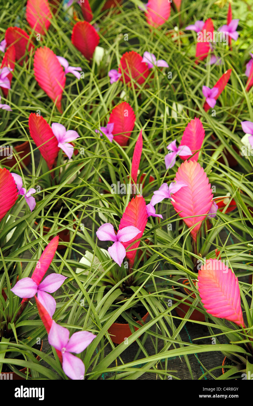 Tillandsias High Resolution Stock Photography and Images - Alamy
