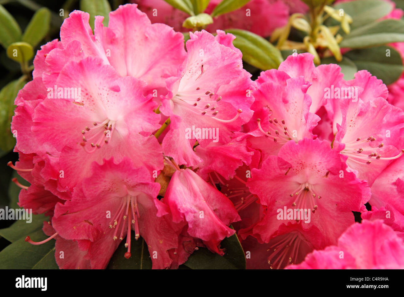 Azalea blooms hi-res stock photography and images - Alamy