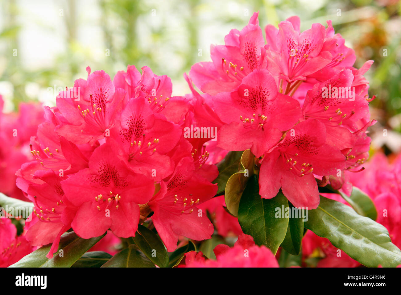 Azalea details hi-res stock photography and images - Alamy