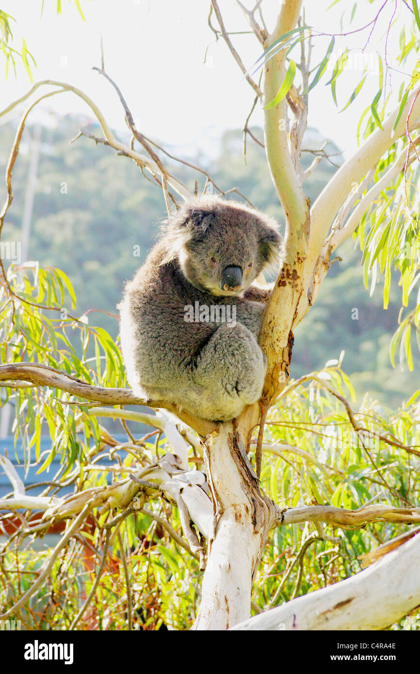 Koala sitting in eucalyptus tree, Melbourne, Australia Stock Photo - Alamy