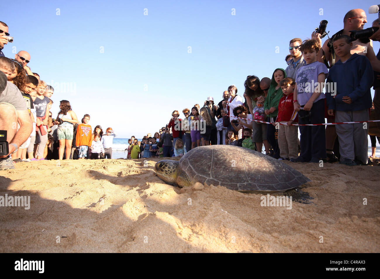A crowd of people watch as a female Green Sea Turtle (Chelonia mydas ...