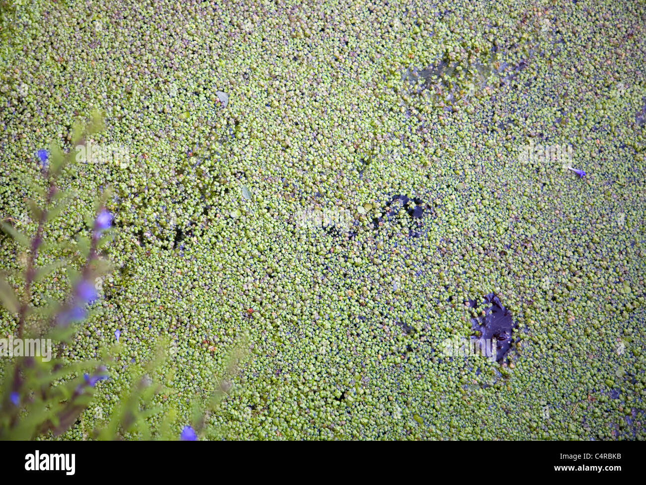 Duckweed on stream in Busy Park Stock Photo