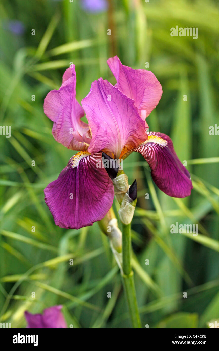 Iris germanica Stock Photo