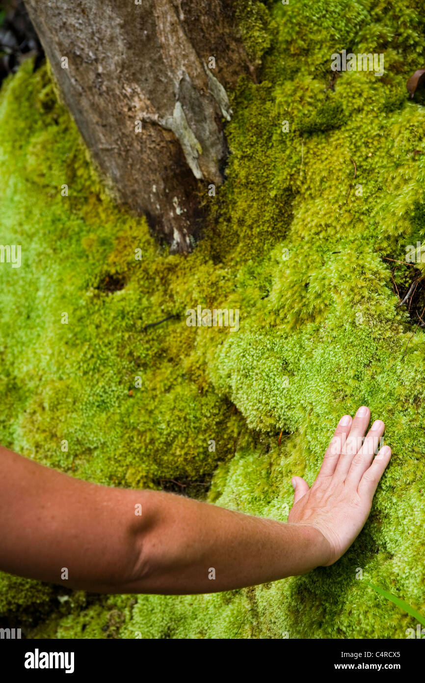 Person touching mossy rock formation on Nounou Mountain hiking trail, Kauai, Hawaii, USA Stock Photo
