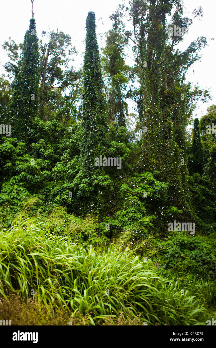 Tropical rain forest, Kauai, Hawaii Stock Photo