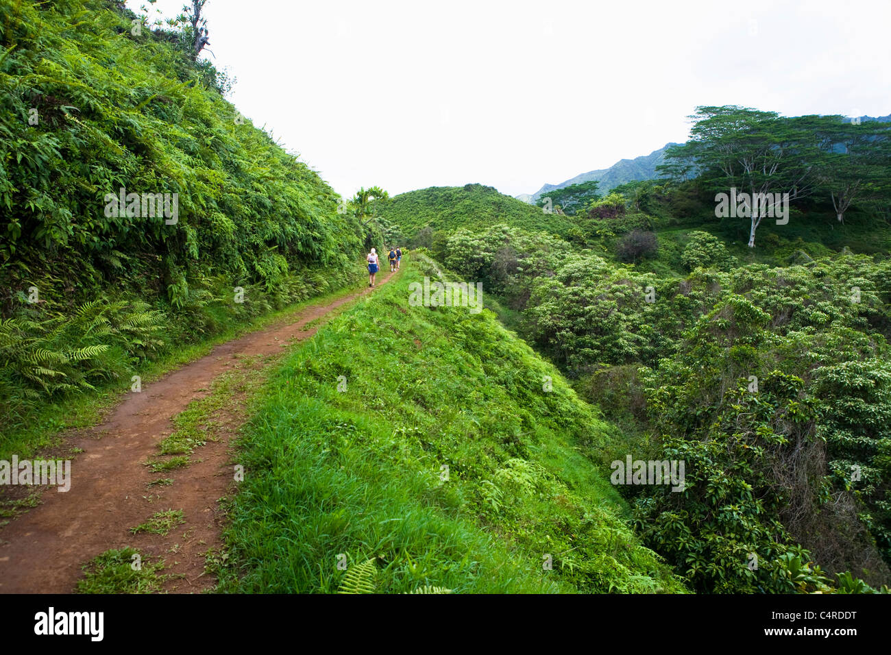 Path along the Kuilau Ridge Trail and Moalepe Trail, Kauai, Hawaii Stock Photo