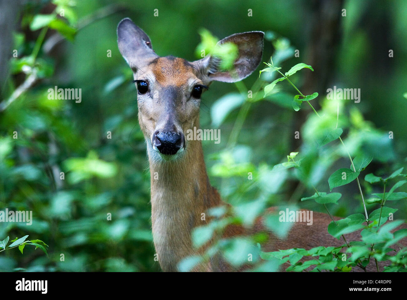 A deer in the woods Stock Photo - Alamy