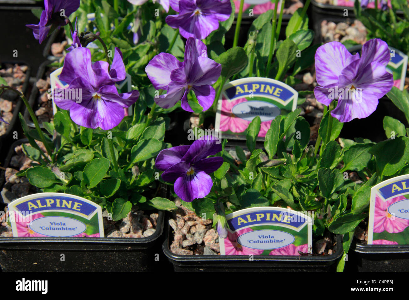 Viola plants in pots in garden centre Stock Photo