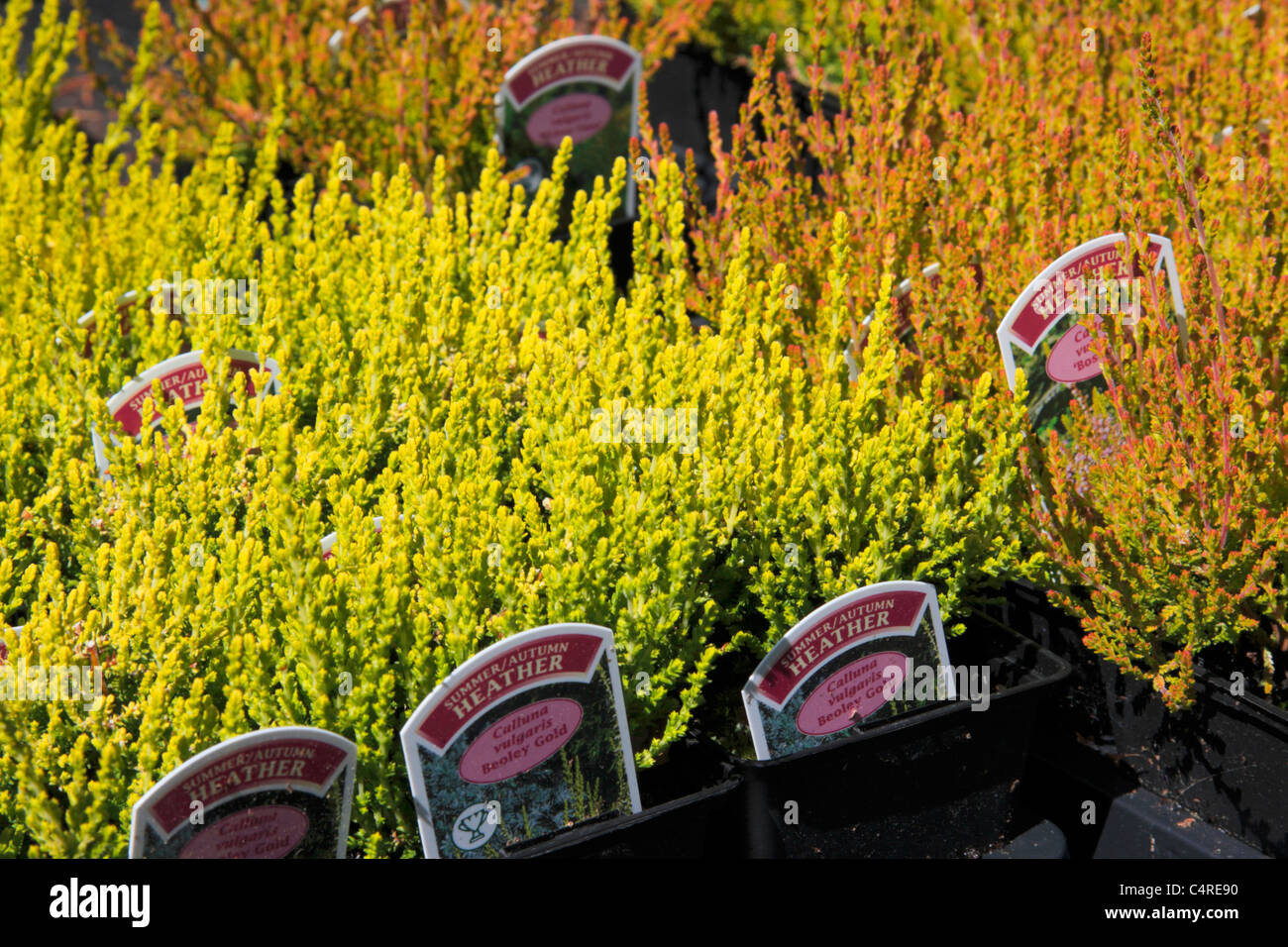 Heather plants in pots in garden centre Stock Photo Alamy