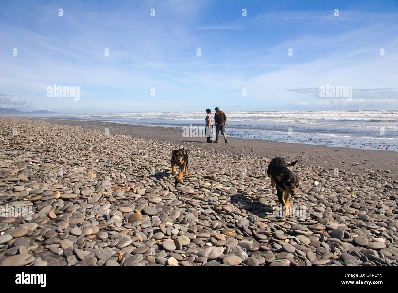 Walking dogs along a remote beach, Barrytown, South Island, New Zealand