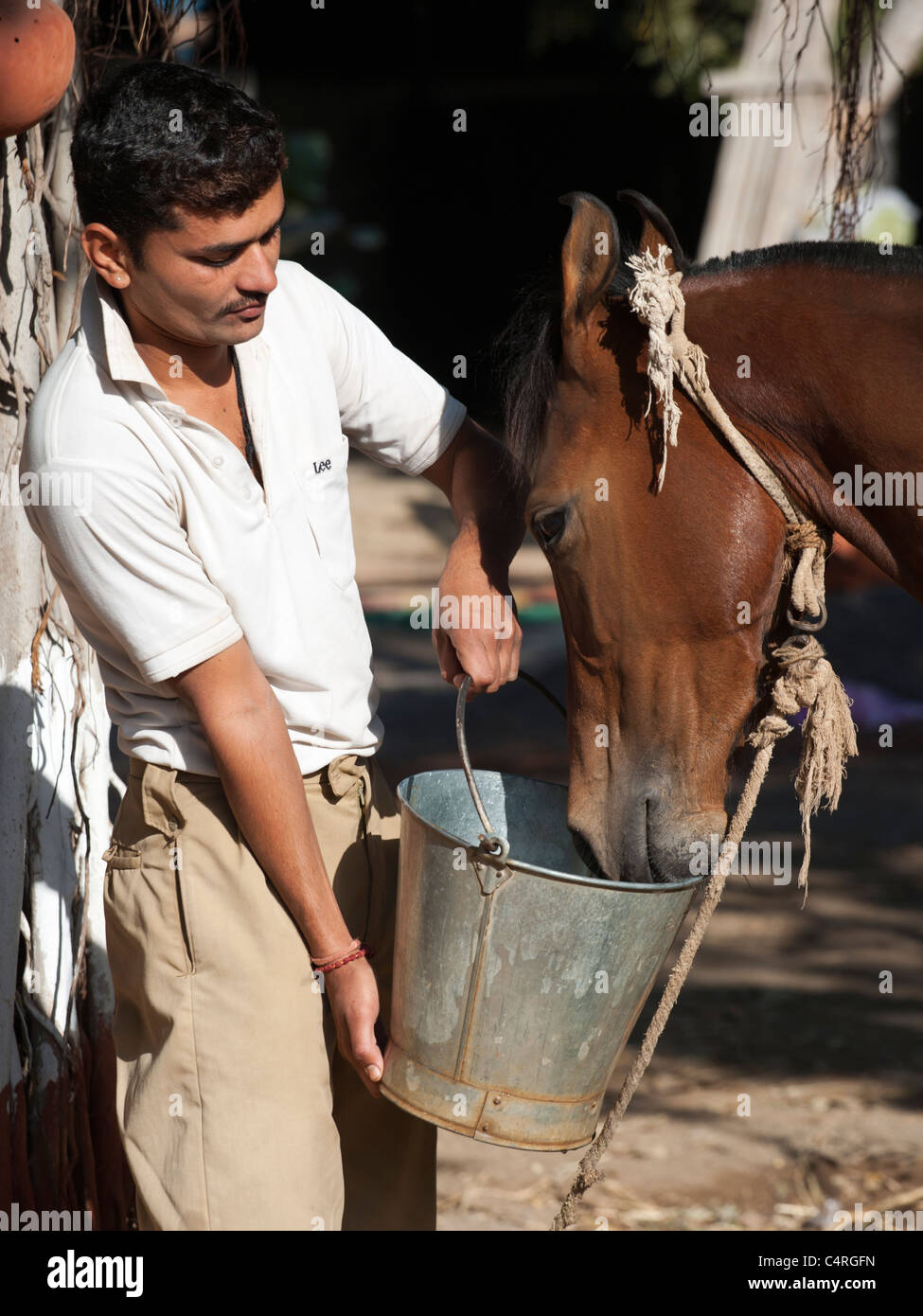 Kathiawari Horse India Animal Tradition Feed Food Stock Photo Alamy