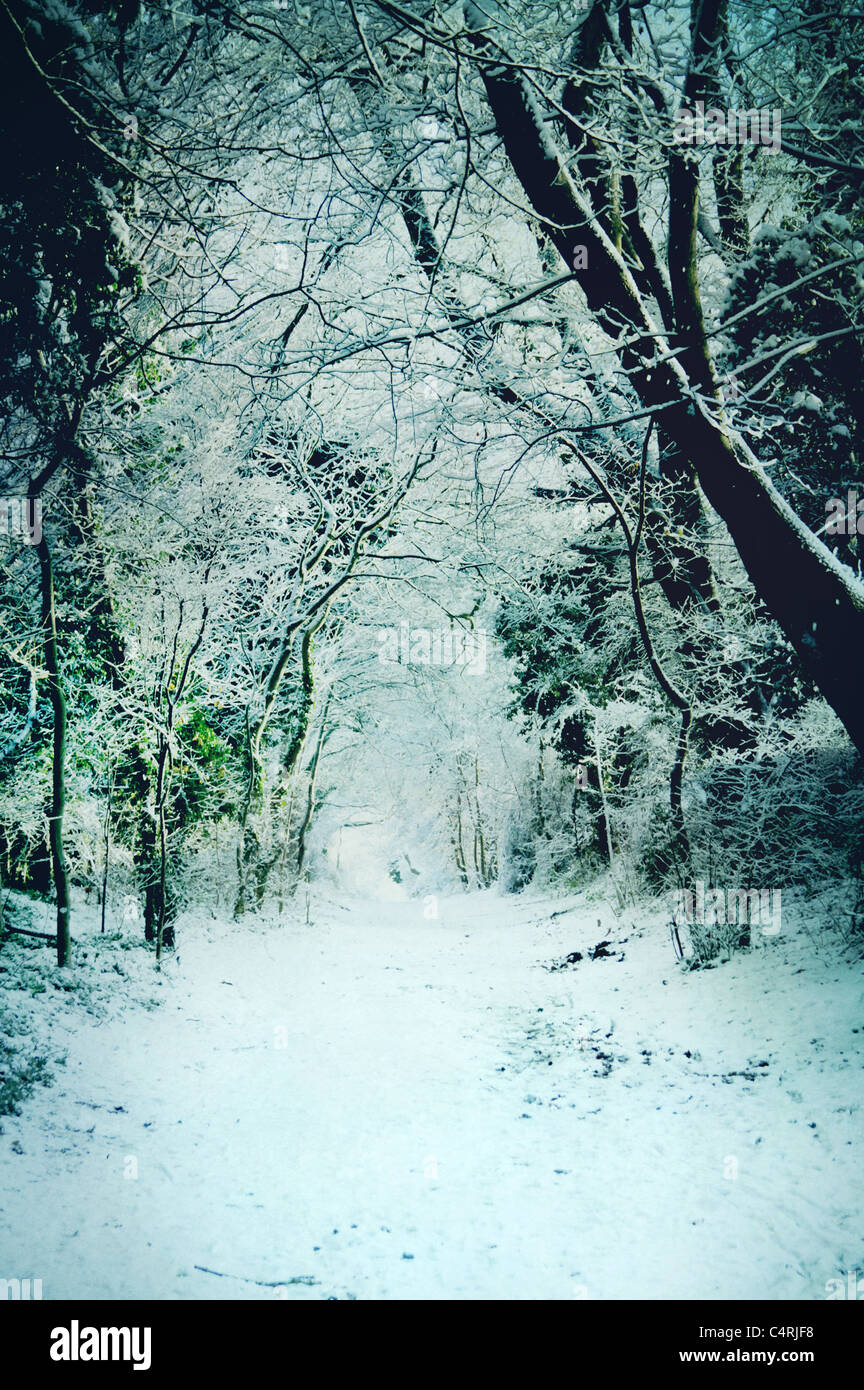 snow covered path through woods Stock Photo