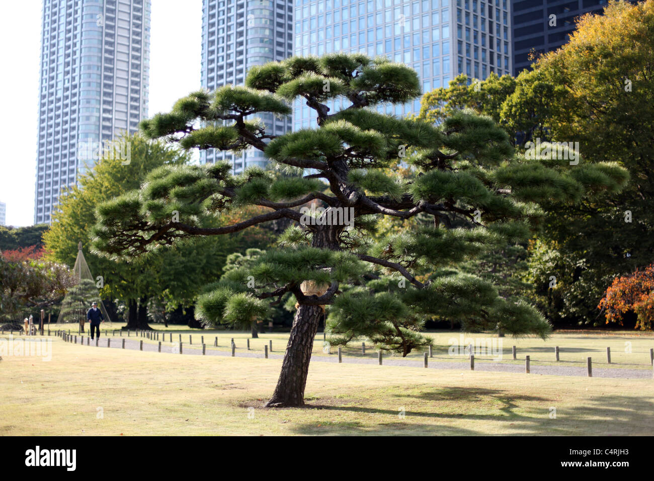 Sculpted tree in Hama Rikyu Teien park, Tokyo, Japan. Stock Photo