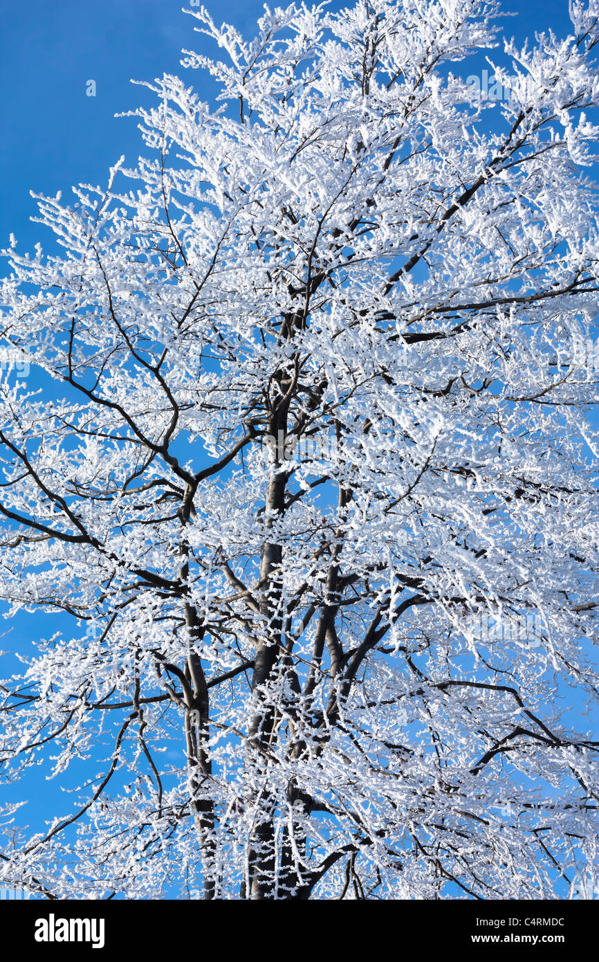 Vereister Laubbaum, frozen deciduous tree Stock Photo