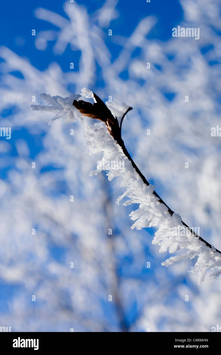 Frosted tree branch, vereister Ast Stock Photo