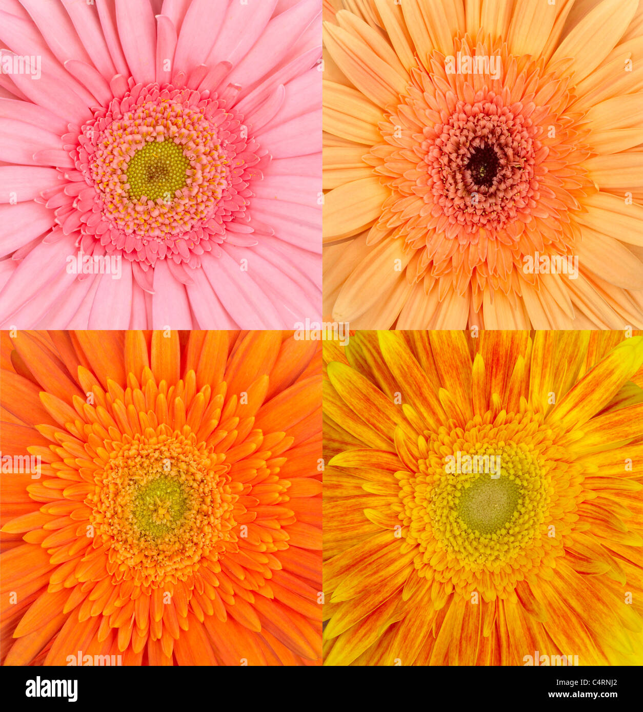 close up of flowers Stock Photo - Alamy