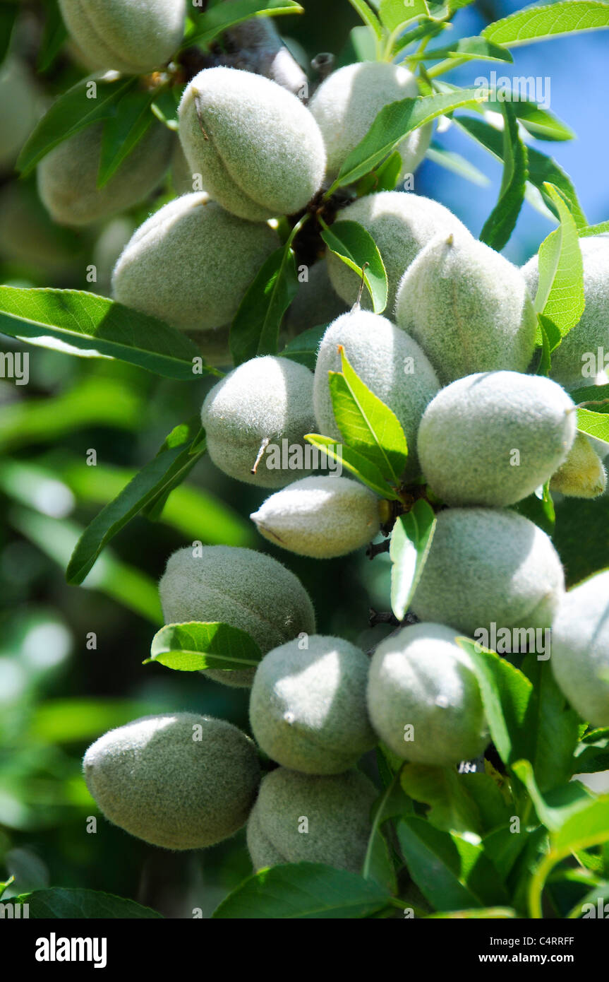 Almonds Growing on Tree Branch Stock Photo Alamy