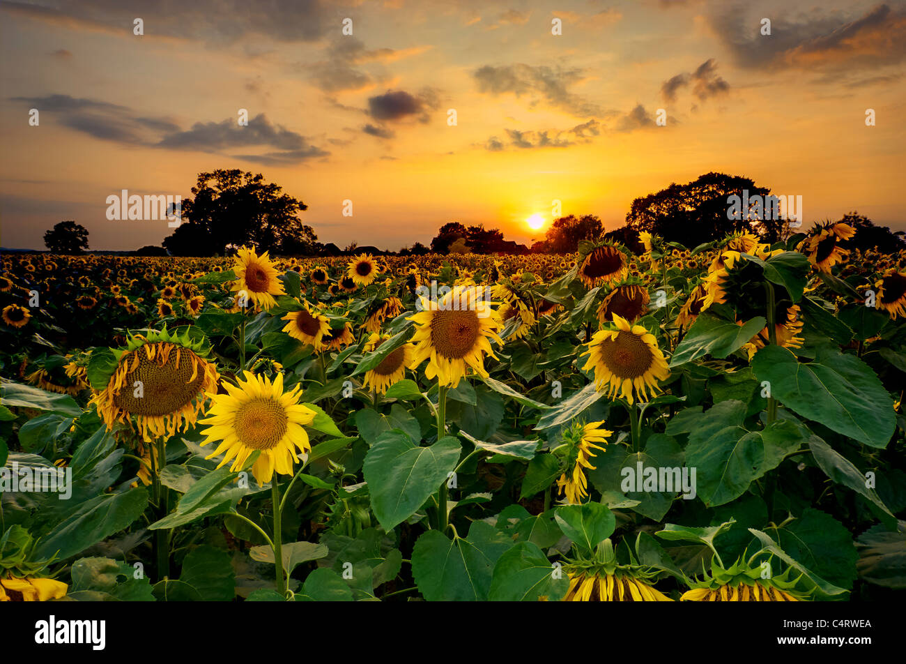 Sunset agriculture hi-res stock photography and images - Alamy