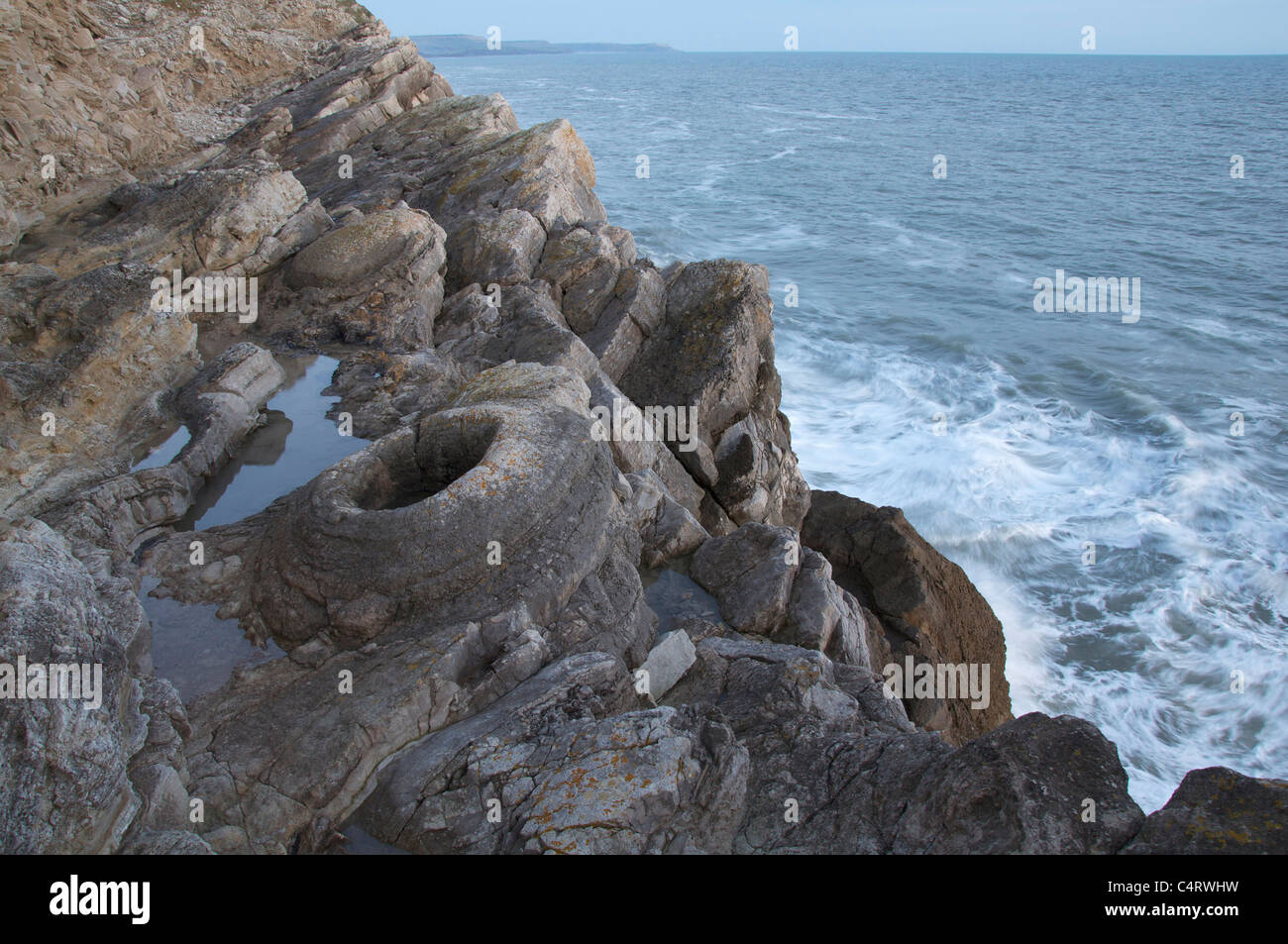 The Fossil Forest Lulworth Cove Dorset The Ring Shapes Are The