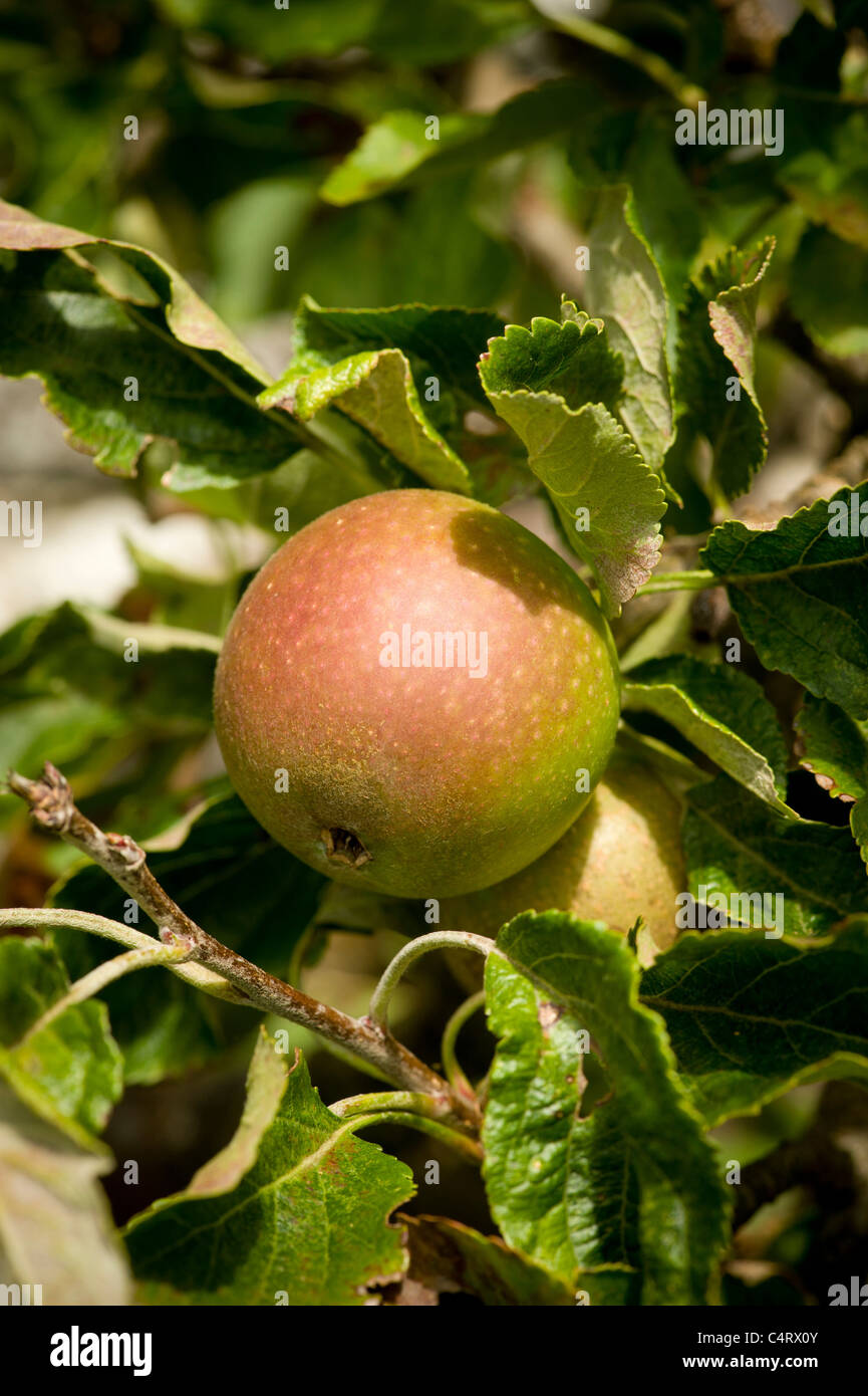 Red apple growing on an apple tree in a UK garden Stock Photo