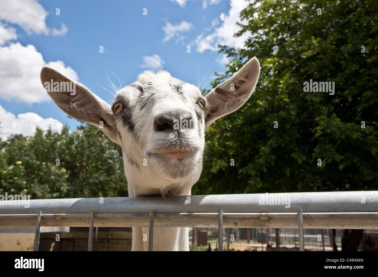 Transgenic Goat peering over fence. Stock Photo