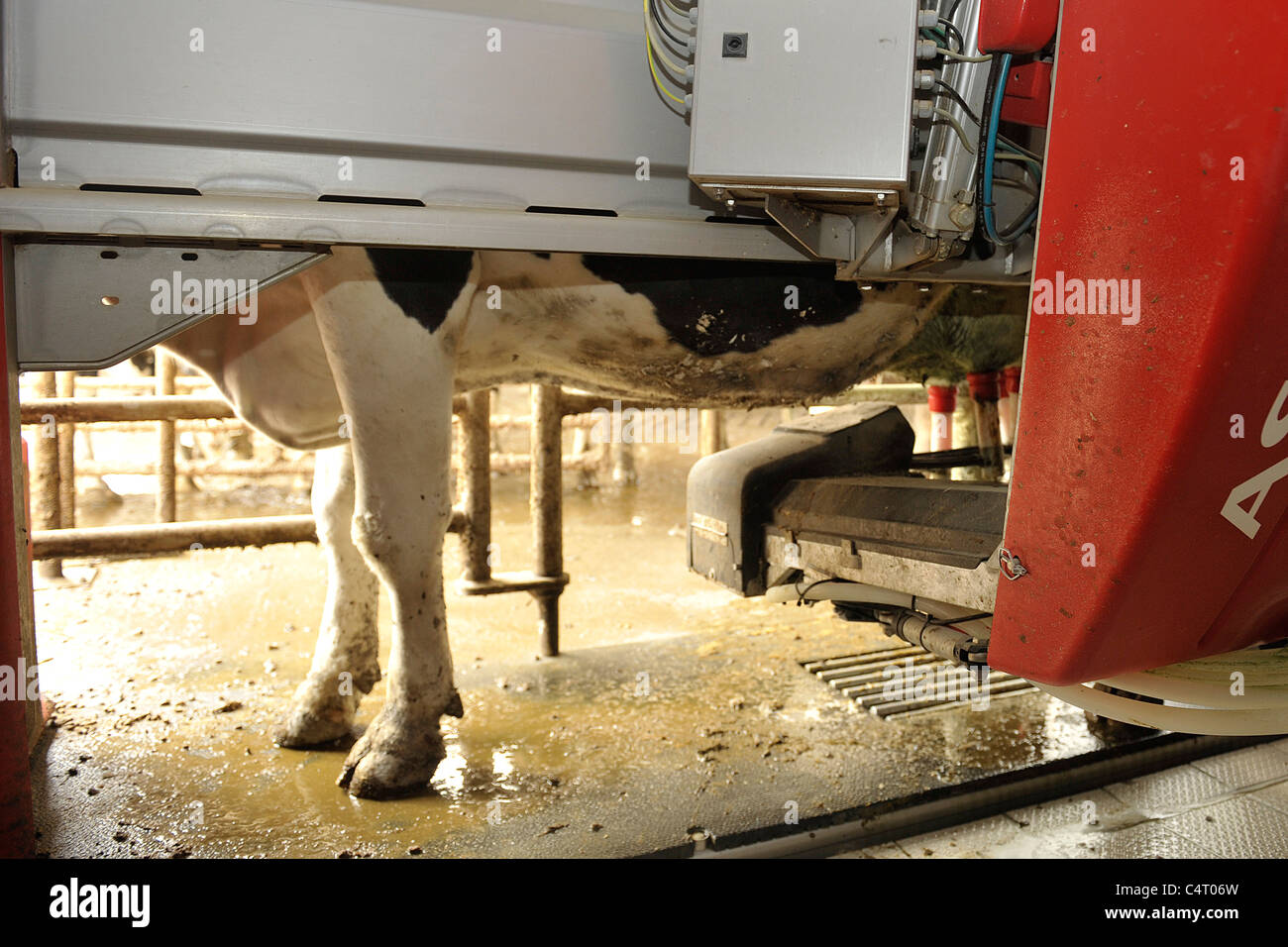 robot milking machine Stock Photo