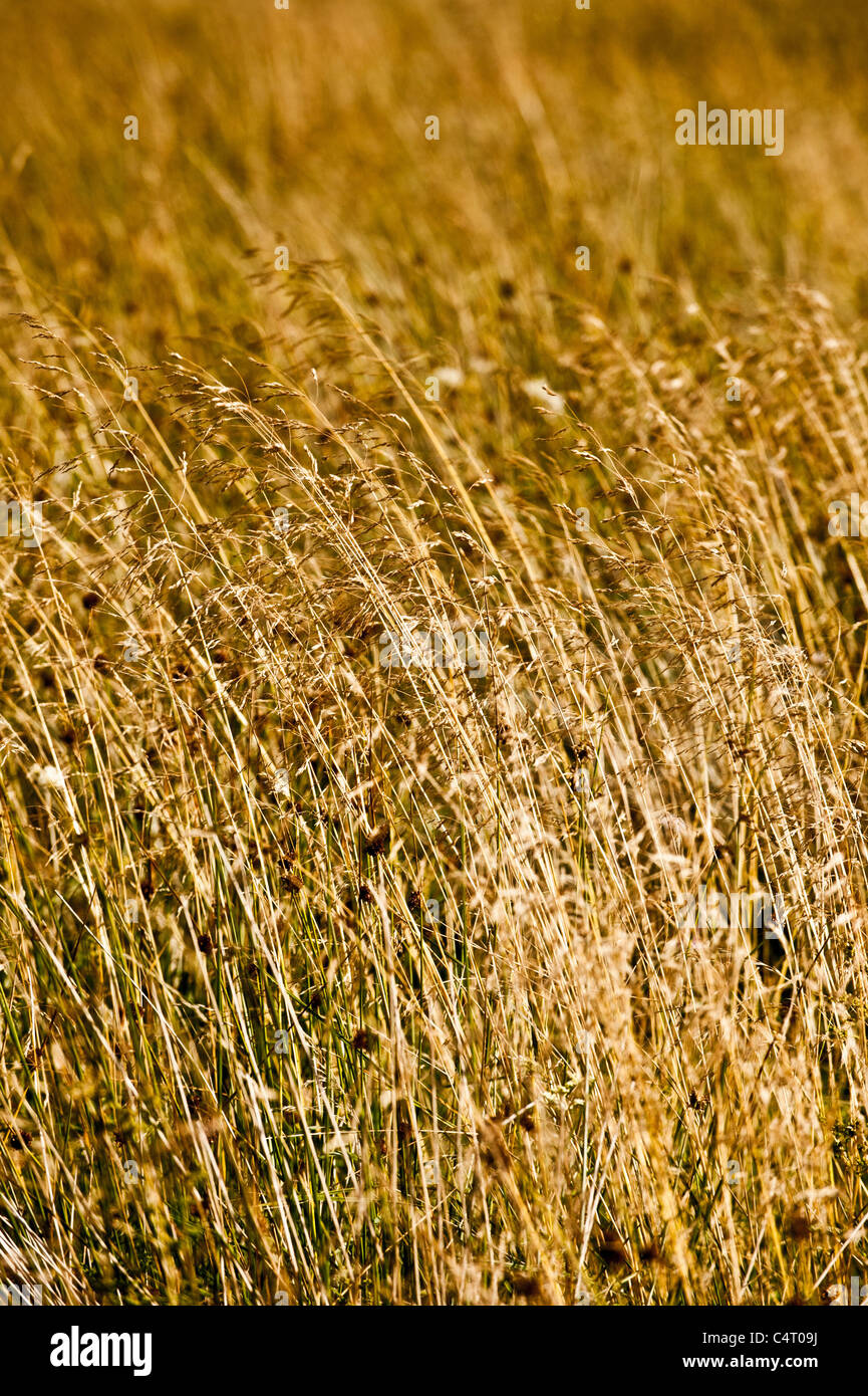 Grass Seed Heads Meadow Hi Res Stock Photography And Images Alamy