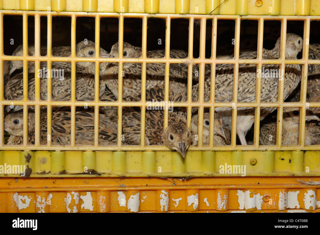 pheasant poults in a crate Stock Photo