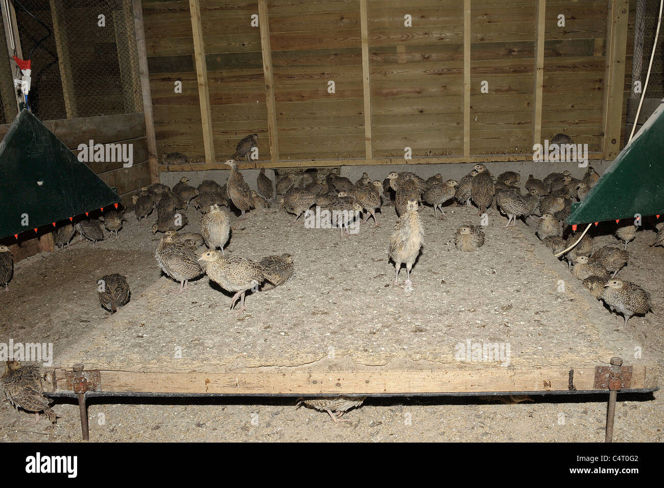 pheasant chicks, in a rearing shed Stock Photo