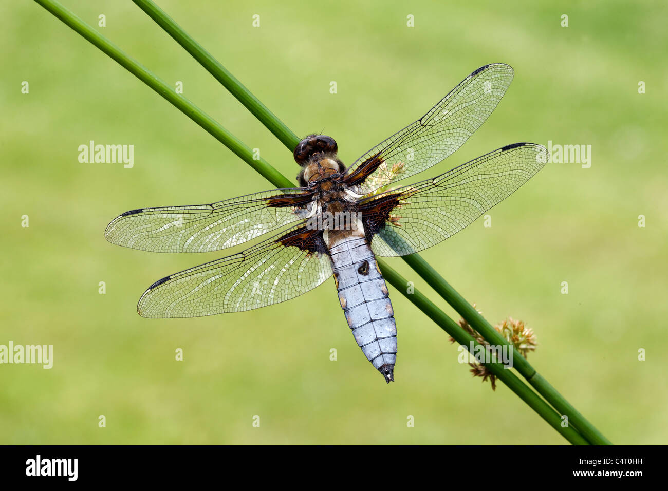 Broad-bodied chaser, Libellula depressa, single insect, Midlands, June ...
