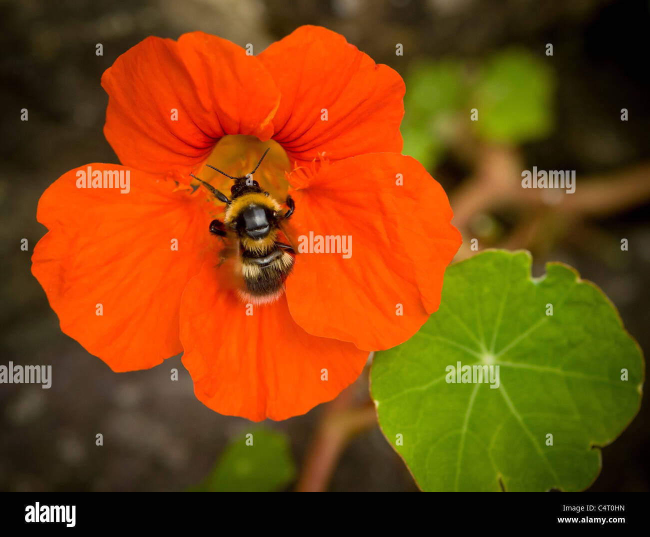 A flat lay view of bee pollinating an orange Nasturtium flower in a UK garden. Stock Photo
