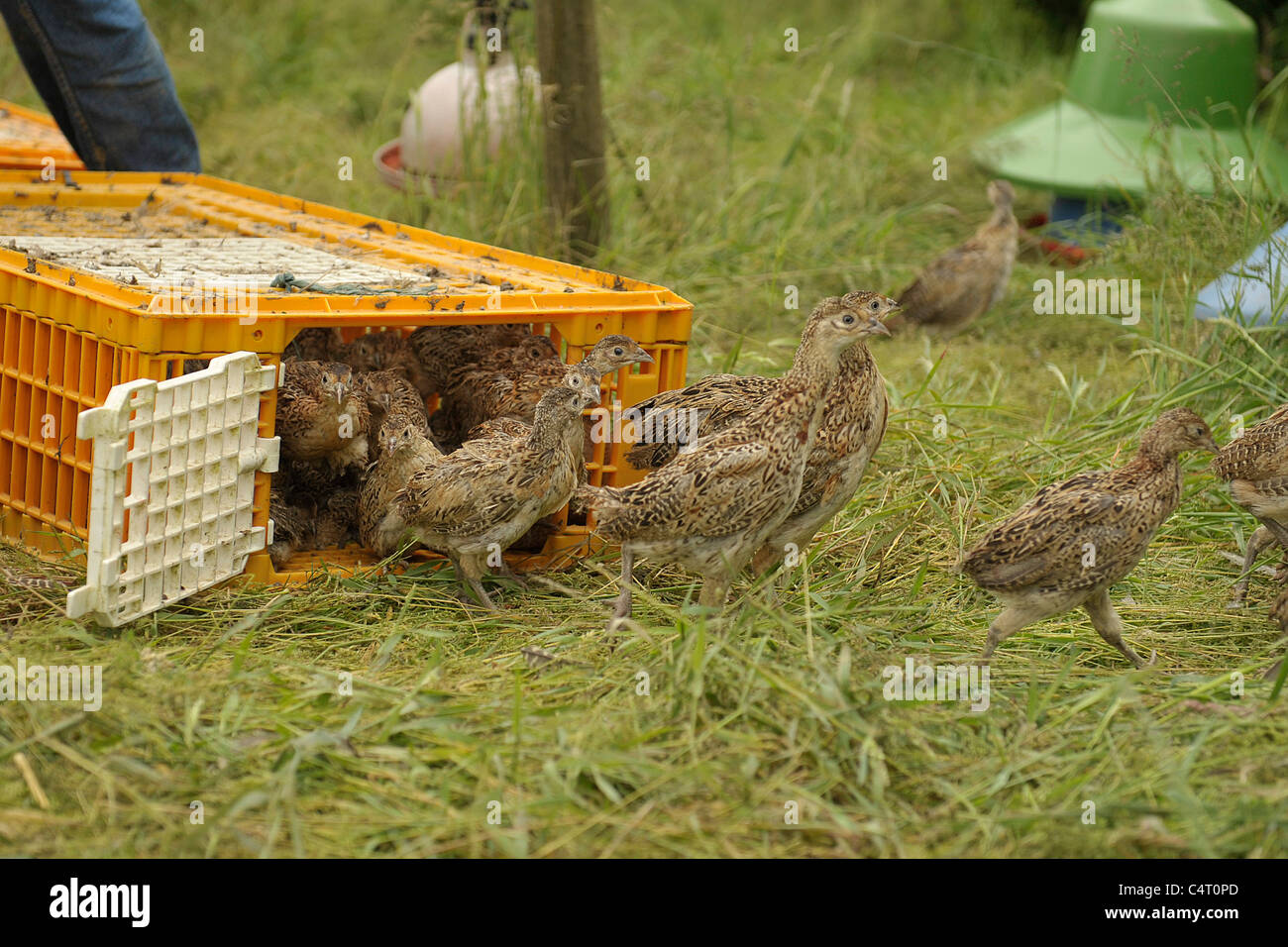 pheasant poults being released Stock Photo