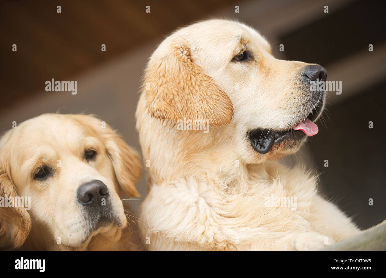 golden retrievers dog dogs Stock Photo