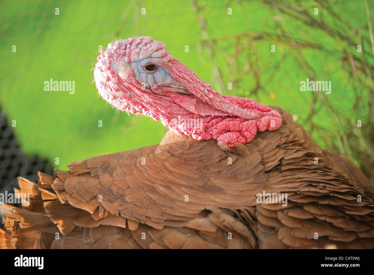 A Buff male variety of turkey turkeys farm Scotland UK free range organic  farm field agriculture Christmas Stock Photo - Alamy