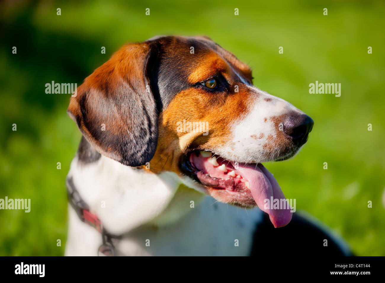 Basset Beagle crossbreed (Bagel Stock Photo Alamy
