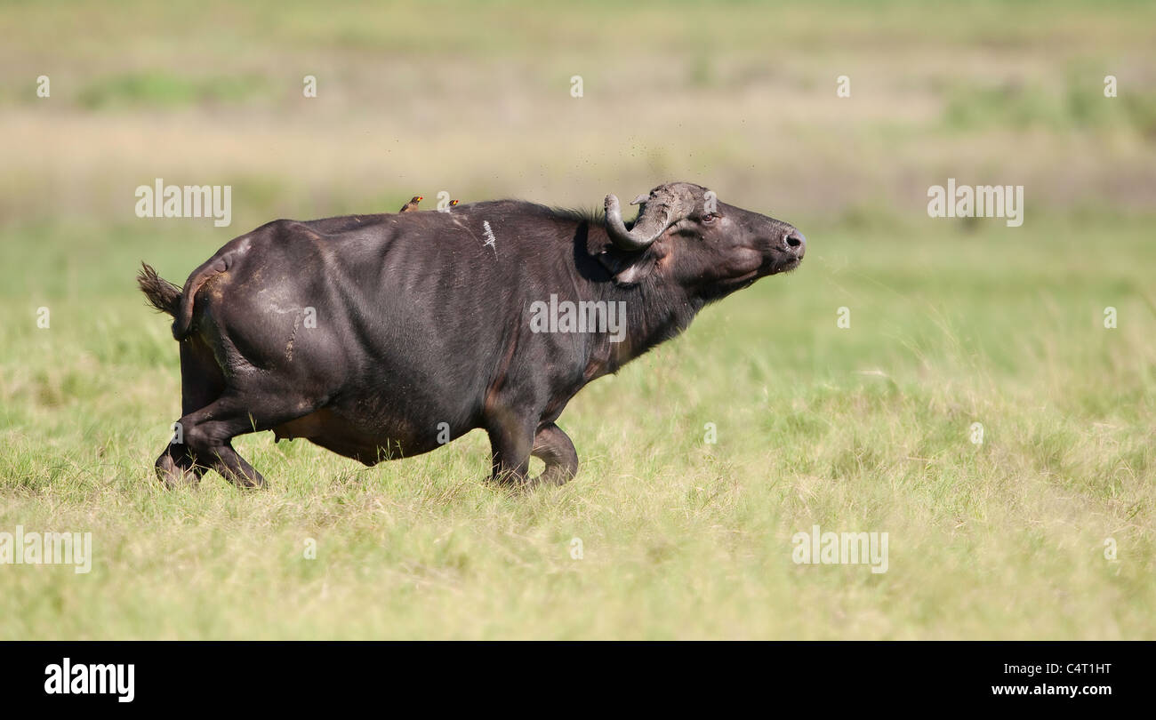 Arican buffalo cow senses danger and starts running in the presence of ...