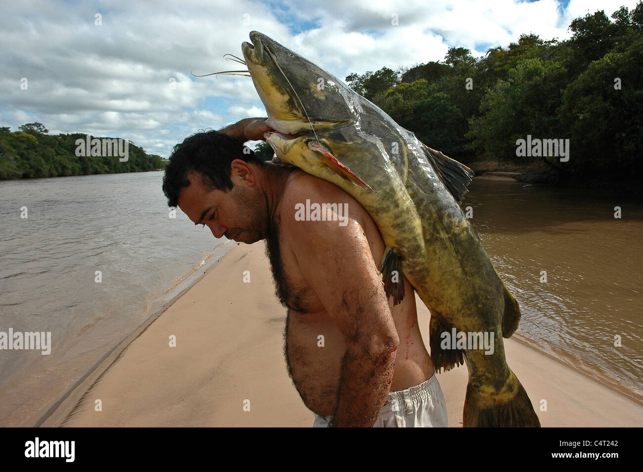 Pintado fishing at Pantanal Mato Grosso do Sul State Brazil Pseudoplatystoma genus family Pimelodidae Stock Photo