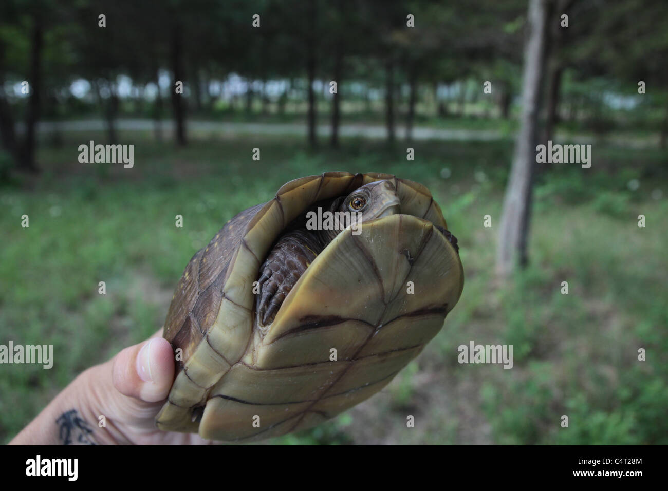 Turtle being held hires stock photography and images Alamy